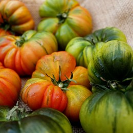 Tomate Raf