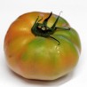 Tomate Verde