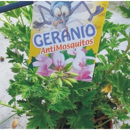 Geranio Antimosquitos