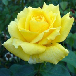 Rosal amarillo