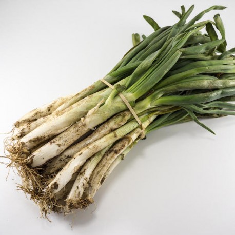 Calçots Manojo 25u.