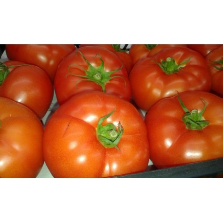 Tomate extasis