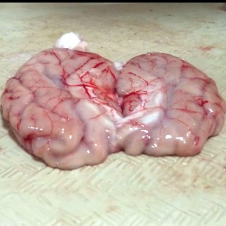 Cerebro cerdo